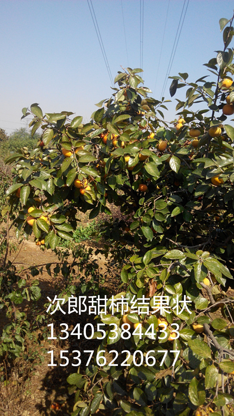供應(yīng)柿子苗湖南價(jià)格  柿子苗今年什么價(jià)格？