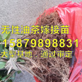油茶苗,油茶苗價(jià)格,基地批發(fā),高產(chǎn)油茶苗,嫁接油茶樹苗