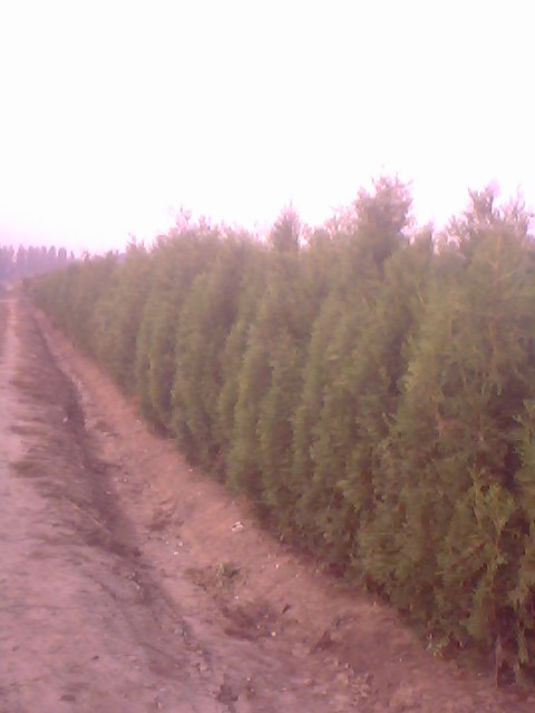 供應(yīng)山東側(cè)柏，山東側(cè)柏報(bào)價(jià)，側(cè)柏批發(fā)價(jià)格，山東側(cè)柏樹(shù)苗