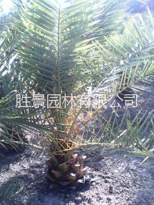 批發(fā)供應優(yōu)質(zhì)銀海棗，*惠銀海棗。  福建中東海棗