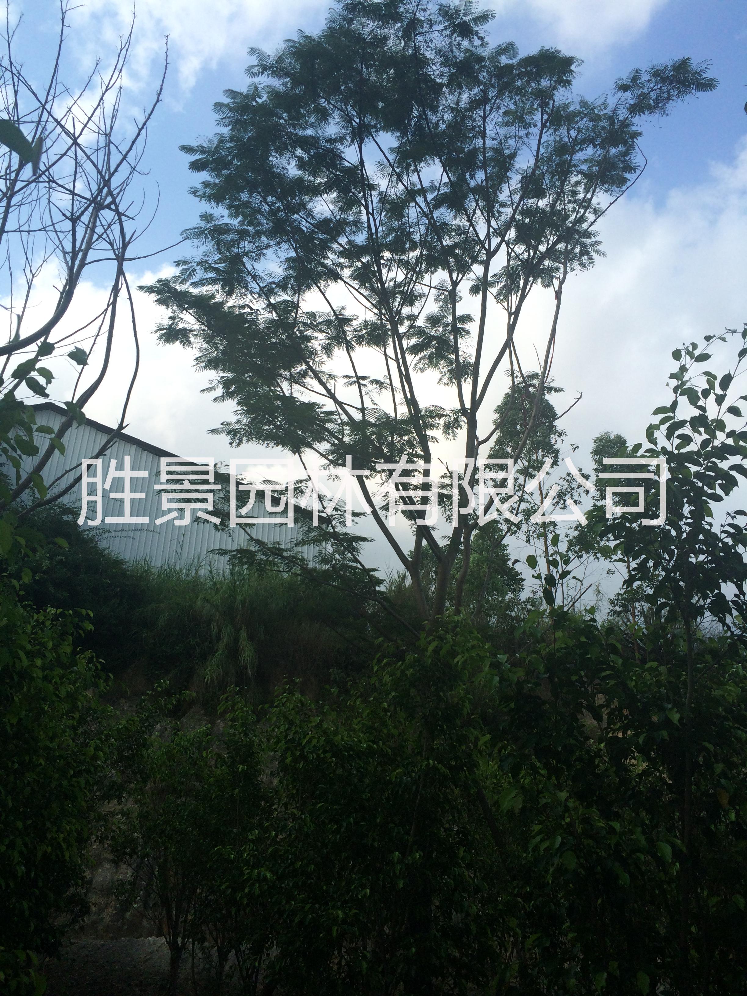 供應(yīng)用于行道樹，的供應(yīng)18-20全冠鳳凰木