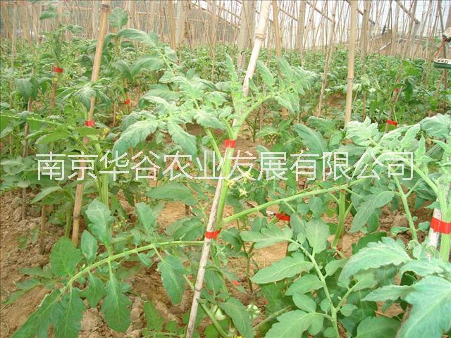 舒暢NJ99綁枝機(jī)HS編碼是多少