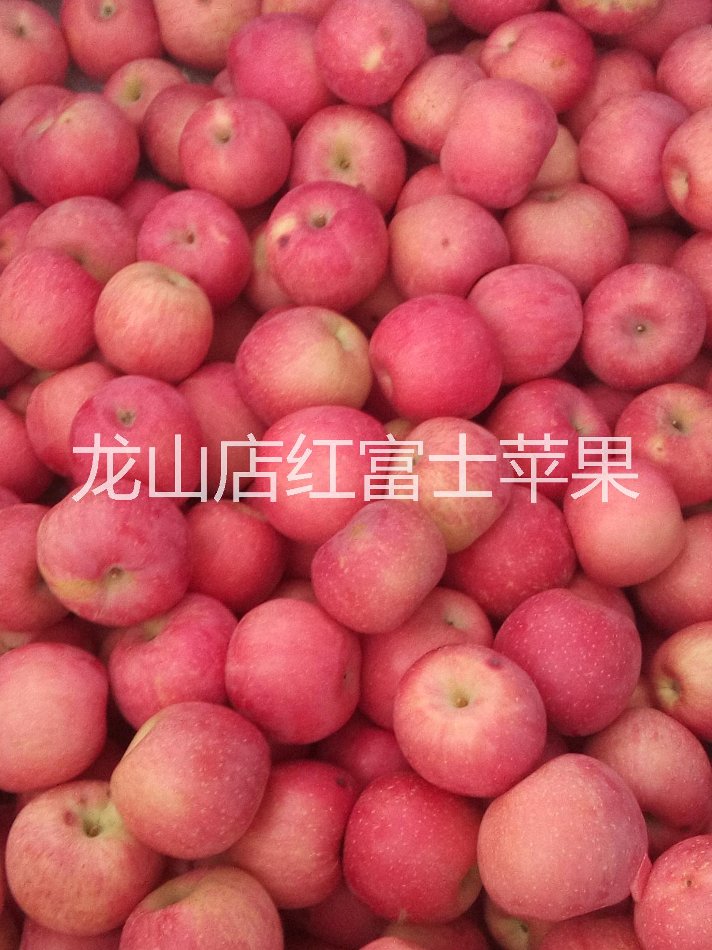 供應(yīng)用于原生態(tài)綠色食的蓬萊龍山店蘋果*