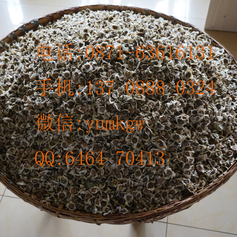 *辣木籽 辣木種子%云南純*辣木籽%印度*辣木籽%云南滿澤辣木籽 %辣木籽哪里買%辣木籽哪種好