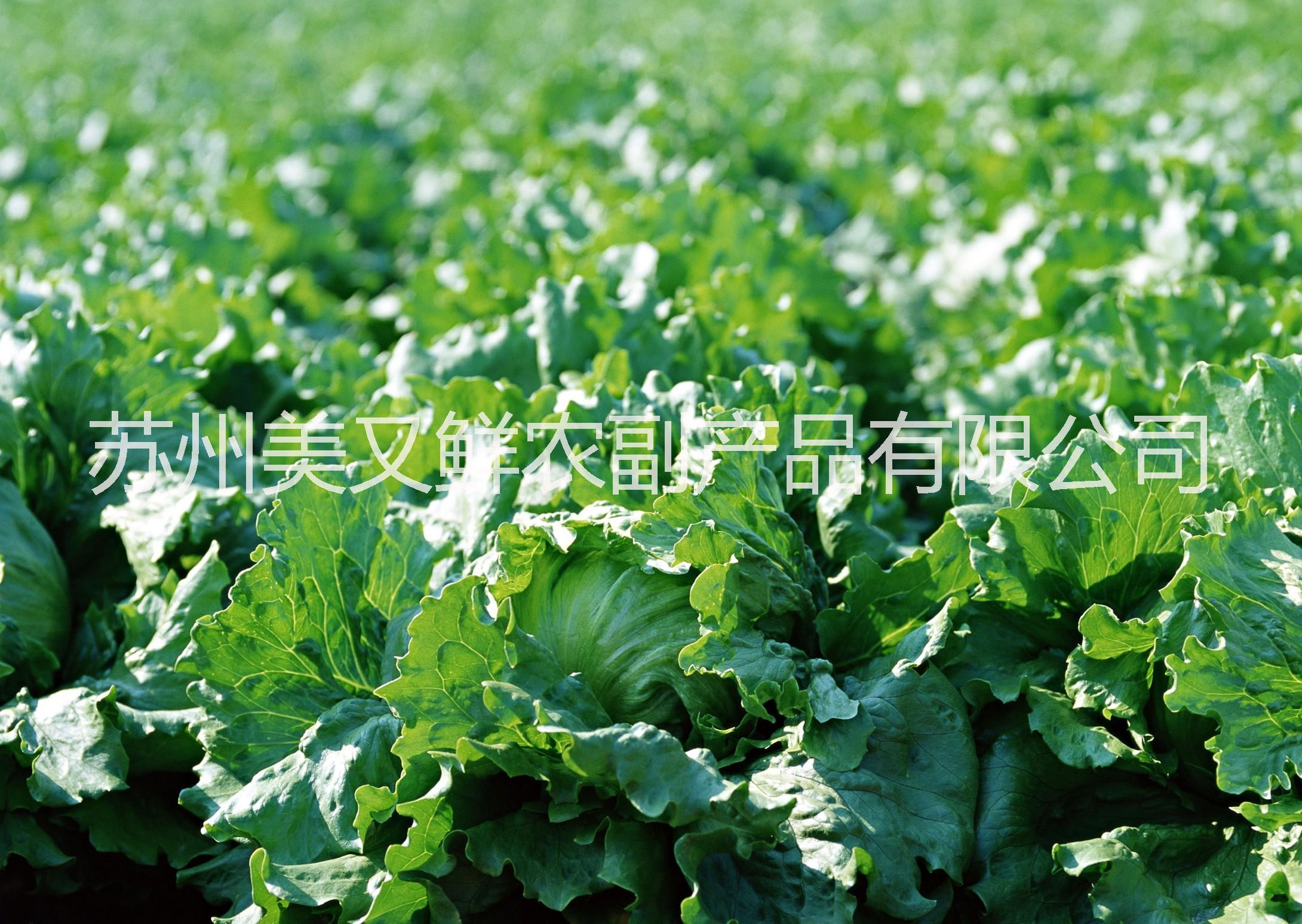 供應(yīng)蘇州綠色蔬菜配送新鮮蔬果配送有機(jī)蔬菜配送蘇州蔬菜配送公司蔬菜配送中心