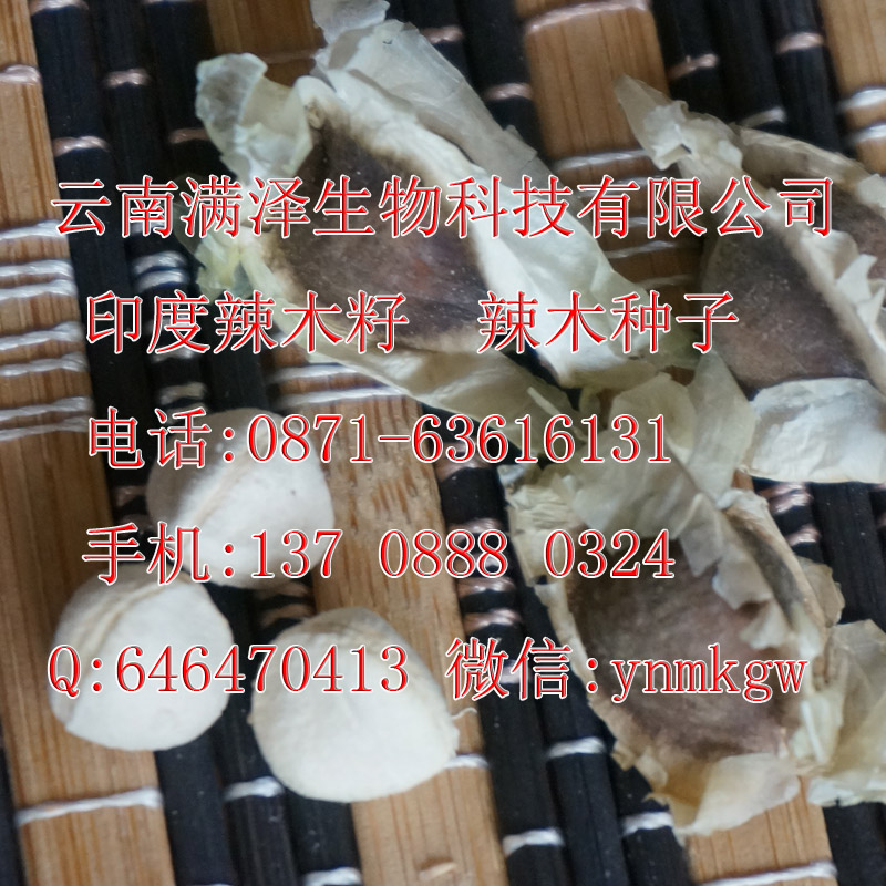 辣木籽生長(zhǎng)海拔，辣木籽生長(zhǎng)環(huán)境，辣木籽生長(zhǎng)要求，辣木籽種植技術(shù)