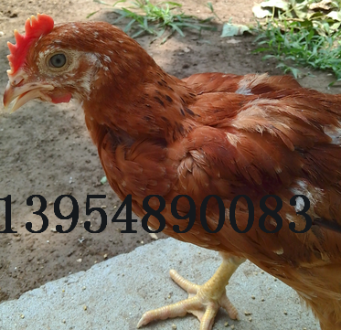 山東泰安大紅雞苗培育基地銷售批發(fā)價(jià)格