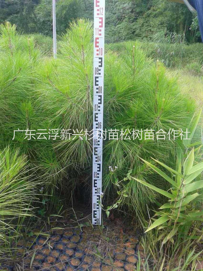 供應(yīng)肇慶速生杉苗-杉木苗電話  杉苗定種