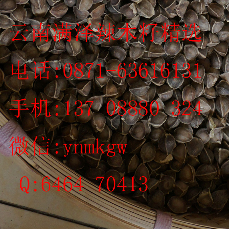 保山辣木籽，保山辣木種子，云南滿澤保山施甸辣木籽種植基地，云南辣木籽，保山辣木茶，辣木葉，辣木粉，保山辣木苗