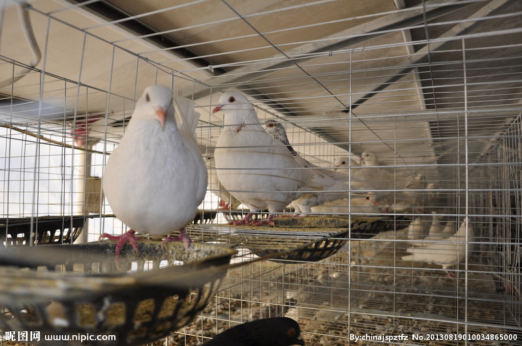 供應(yīng)用于做種的一對種鴿多少錢鴿子養(yǎng)殖利潤
