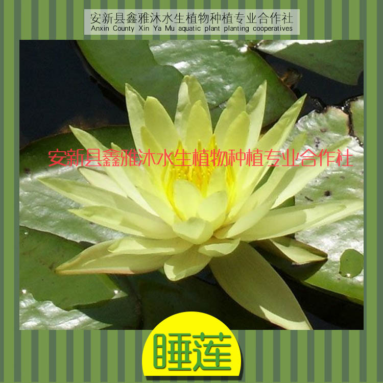 供應(yīng)邯鄲睡蓮種植 睡蓮種苗培育基地 睡蓮種植技術(shù)