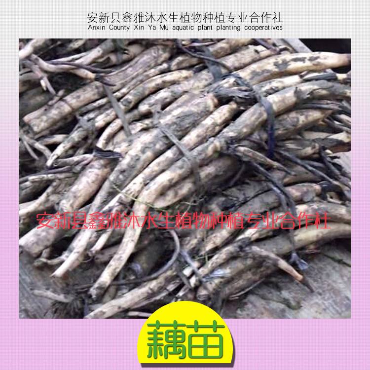 供應(yīng)東勝種植荷花，睡蓮種植，蘆葦種植，水生植物種植，浮島種植價(jià)格