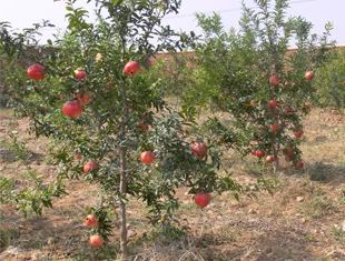 供應(yīng)大紅袍石榴苗 價(jià)格低石榴苗