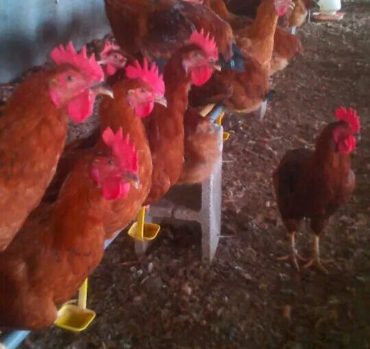 供應(yīng)紅羽公雞苗報價，紅羽公雞苗供應(yīng)，紅羽公雞苗出售