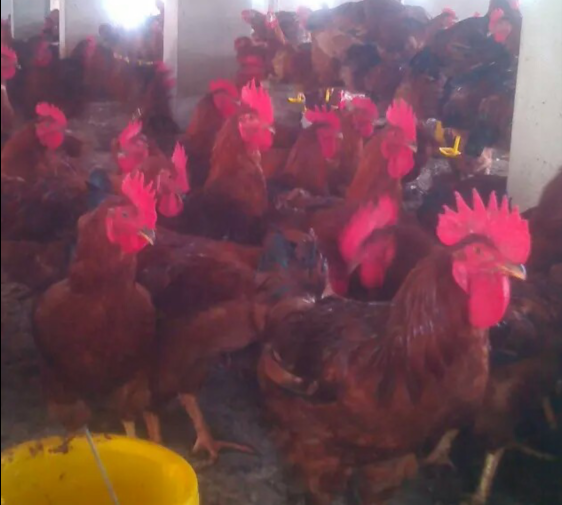 供應紅羽公雞苗圖片, 紅羽公雞苗批發(fā),  紅羽公雞苗冬季養(yǎng)殖管理