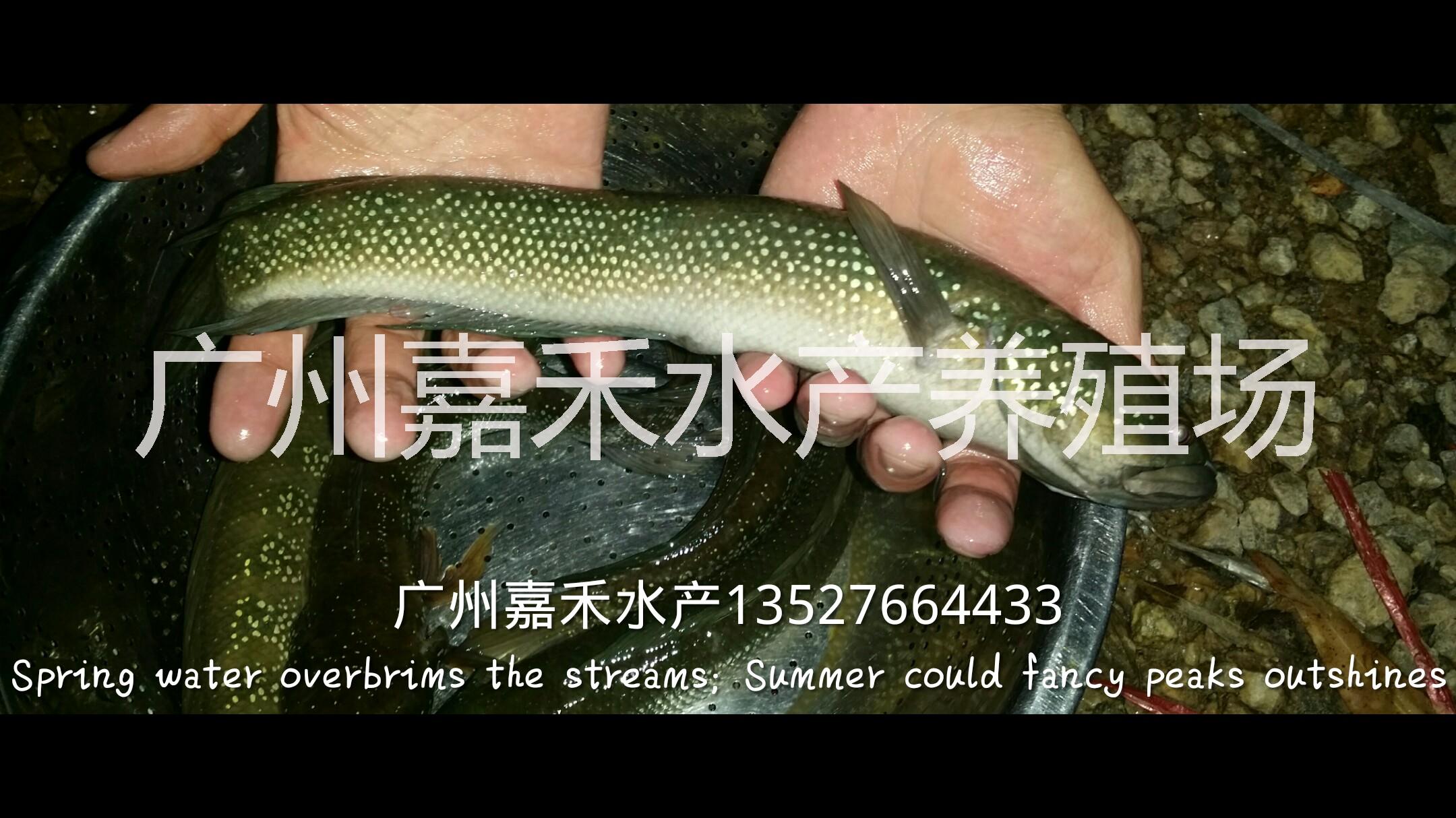 供應(yīng)用于食用的七星魚魚苗批發(fā)