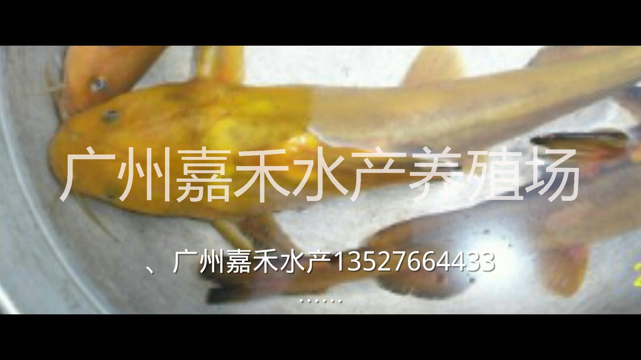 供應(yīng)用于食用的黃骨魚(yú)魚(yú)苗批發(fā)