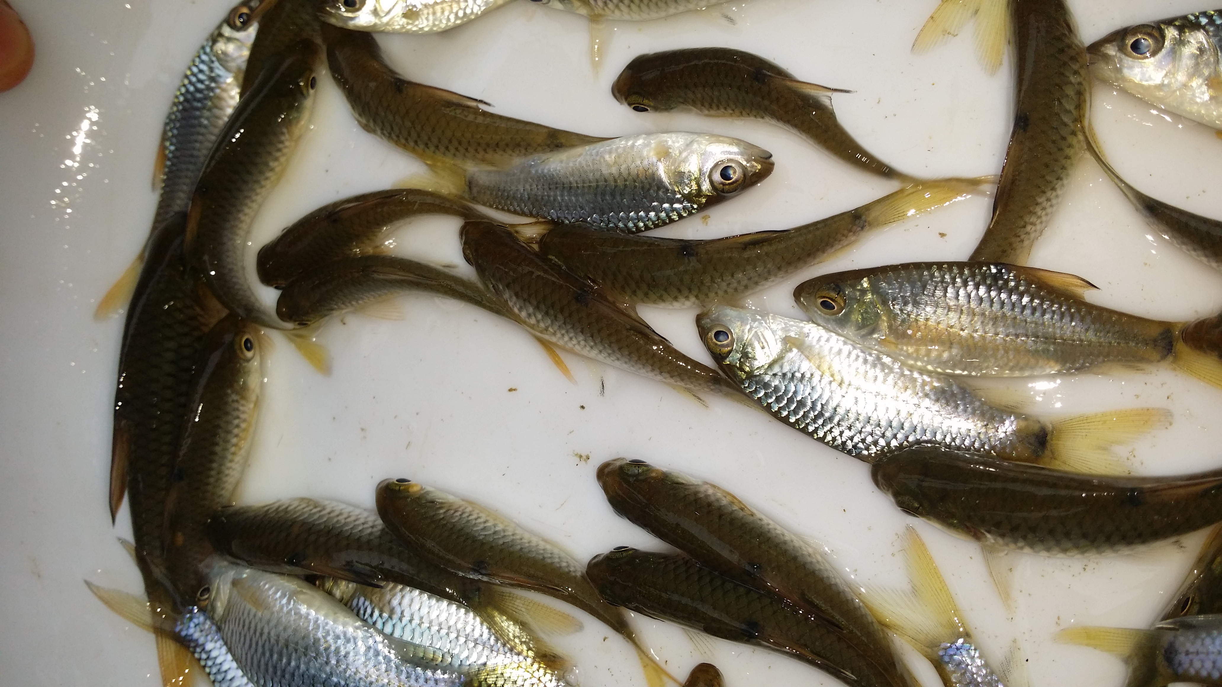 供應(yīng)用于食用|養(yǎng)殖的青竹鯉魚苗批發(fā)