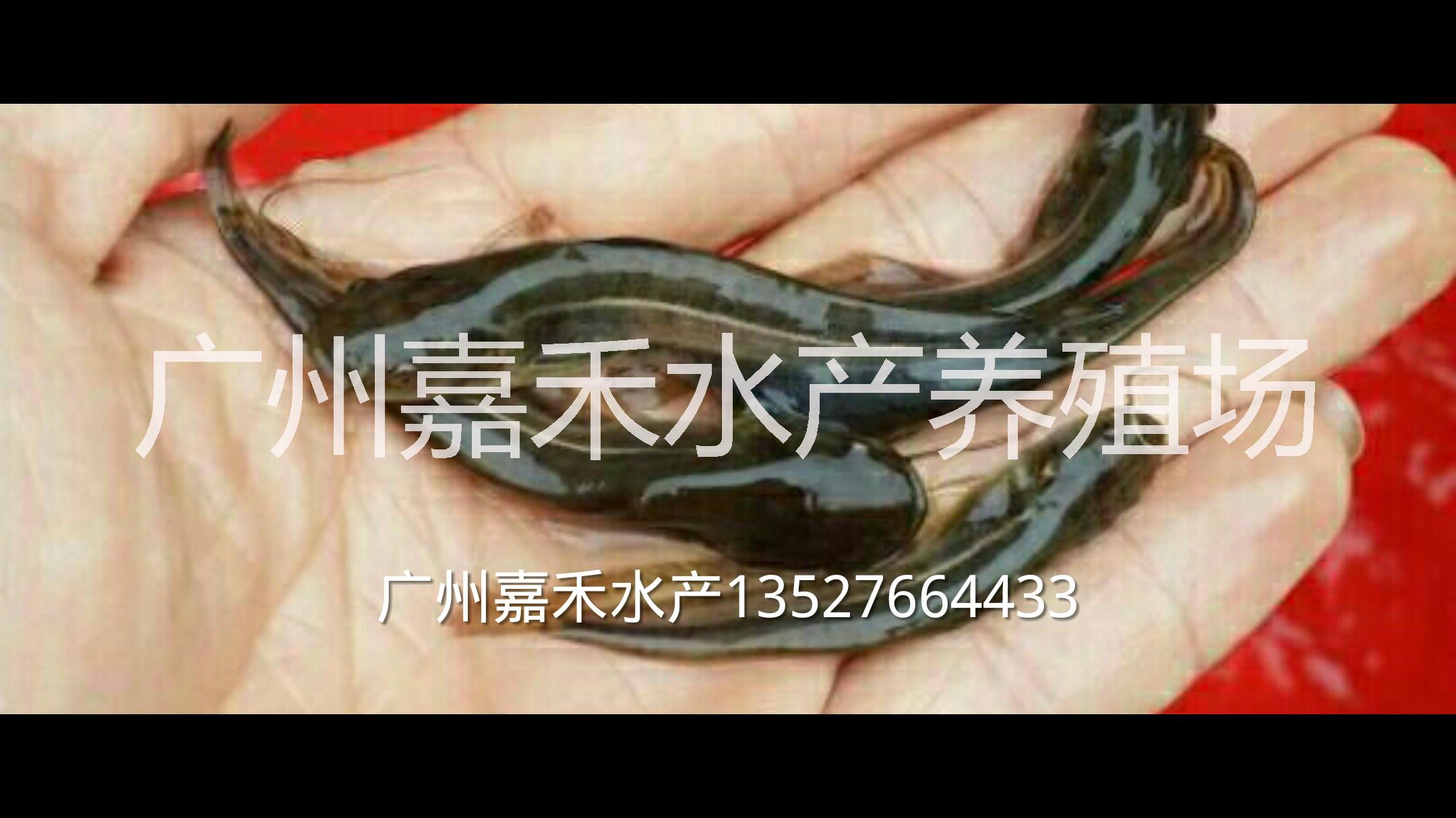 供應(yīng)用于食用的雜交鯰魚(yú)魚(yú)苗批發(fā)