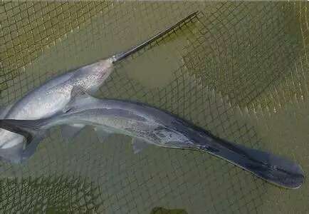 供應(yīng)用于食用的鴨嘴魚(yú) 鴨嘴鱘