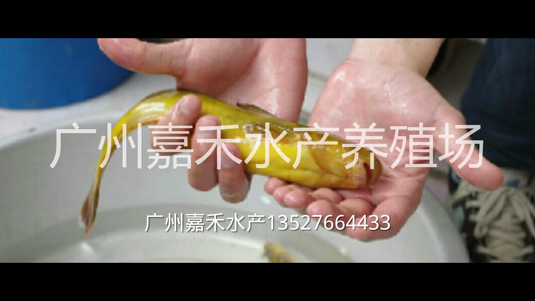 供應(yīng)用于食用的黃骨魚(yú)魚(yú)苗批發(fā)