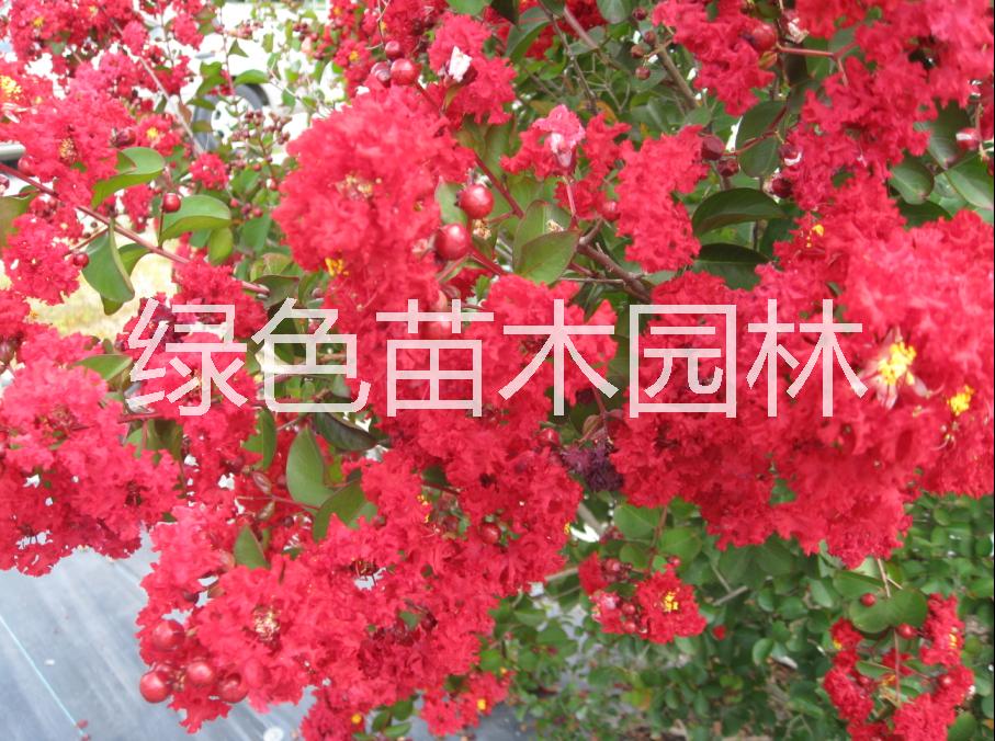 供應廣東大紅紫薇批發(fā)，大紅紫薇苗木之家，大紅紫種植技術