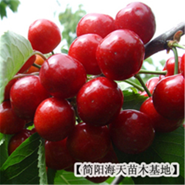 供應(yīng)用于果樹的紅燈車厘子苗,汶川車厘子果樹苗