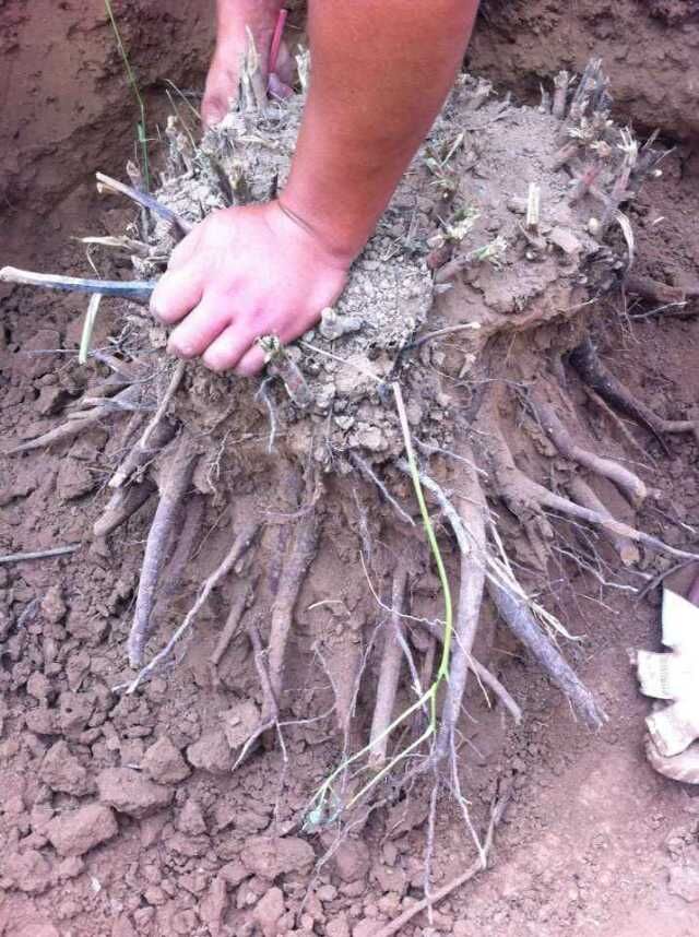 白芍芽子苗批發(fā)基地一手貨源 白芍苗 白芍種苗