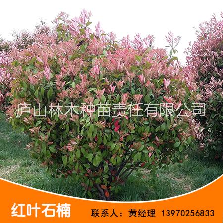 基地直銷江西紅葉石楠種苗 紅葉石楠種苗批發(fā) *
