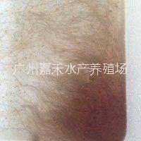 供應(yīng)用于食用的日本鰻魚魚苗  日本鰻魚魚苗批發(fā)