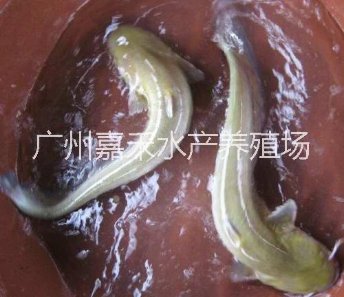 供應(yīng)用于食用的雜交鯰魚(yú)魚(yú)苗批發(fā)