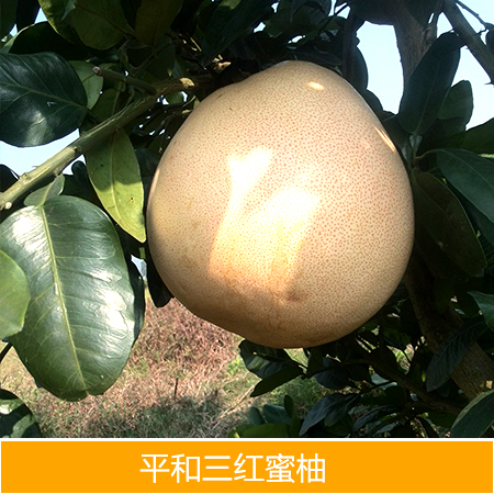 供應(yīng)平和三紅蜜柚廠家批發(fā)