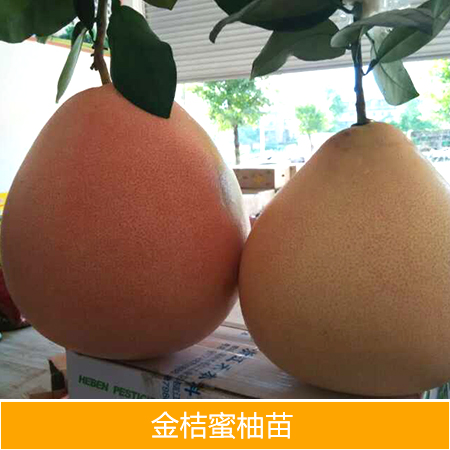 供應(yīng)廣西金桔蜜柚苗批發(fā)廠家