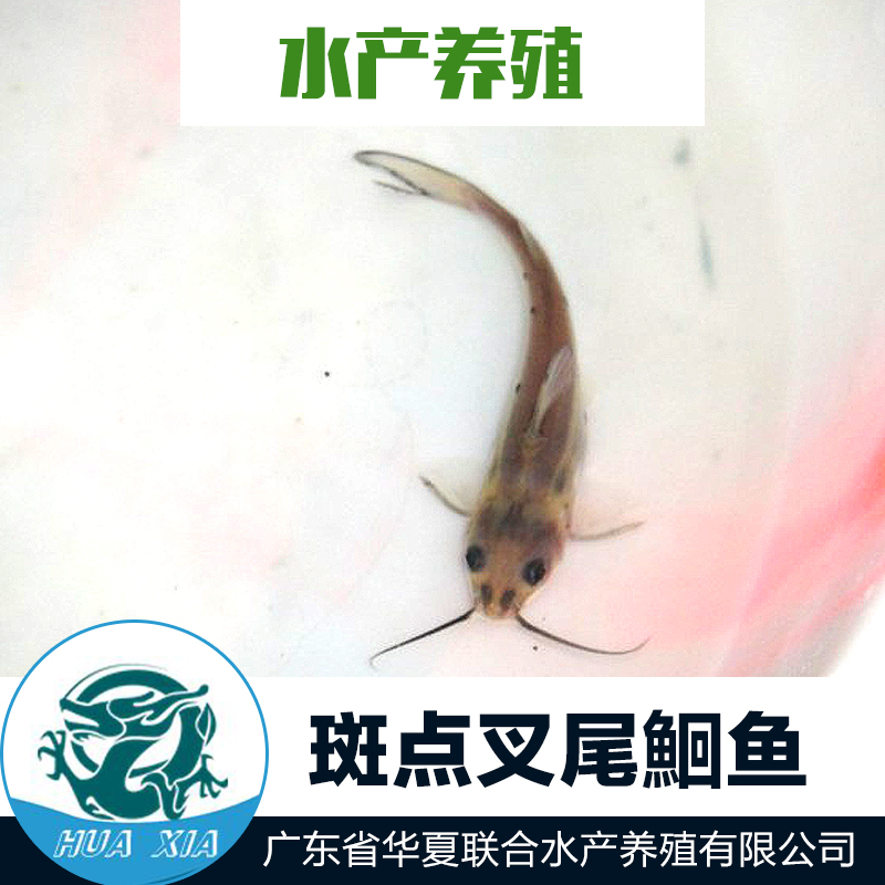 供應(yīng)斑點(diǎn)叉尾鮰魚(yú) 斑點(diǎn)叉尾鮰魚(yú)苗價(jià)格 斑點(diǎn)叉尾鮰魚(yú)苗 叉尾鮰魚(yú)