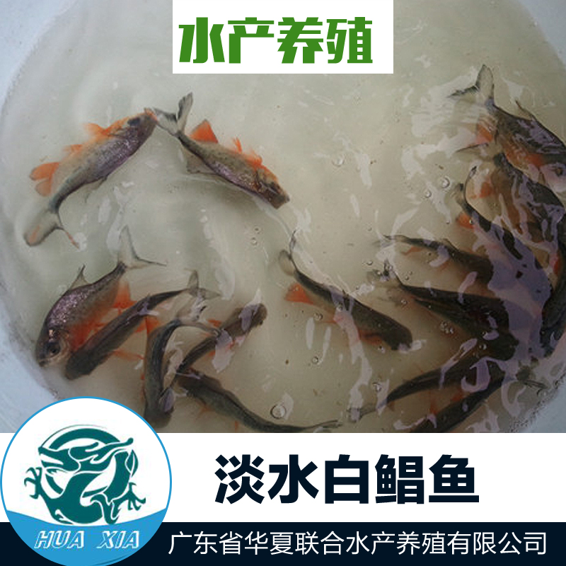 供應(yīng)淡水白鯧魚(yú) 淡水白鯧魚(yú)價(jià)格 白鯧魚(yú)苗 淡水白鯧魚(yú)苗