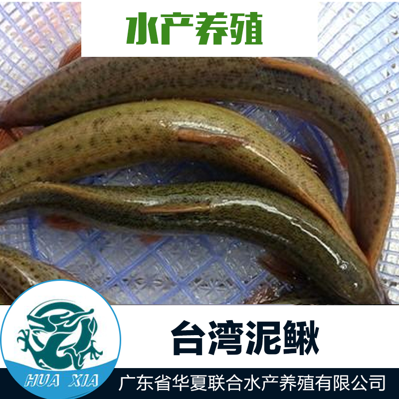 供應(yīng)臺(tái)灣泥鰍苗 泥鰍苗 臺(tái)灣泥鰍苗養(yǎng)殖 臺(tái)灣泥鰍苗價(jià)格 水產(chǎn)養(yǎng)殖
