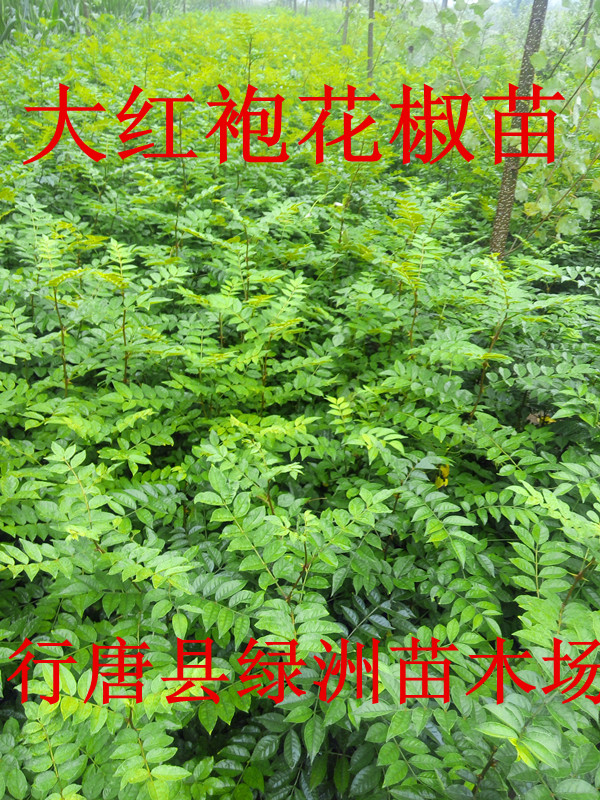 供應(yīng)河北省*的花椒苗基地