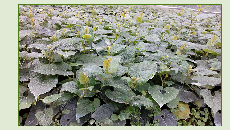 供應(yīng)用于種植的廣西永福羅漢果苗，廣西羅漢果小苗，羅漢果小苗批發(fā)