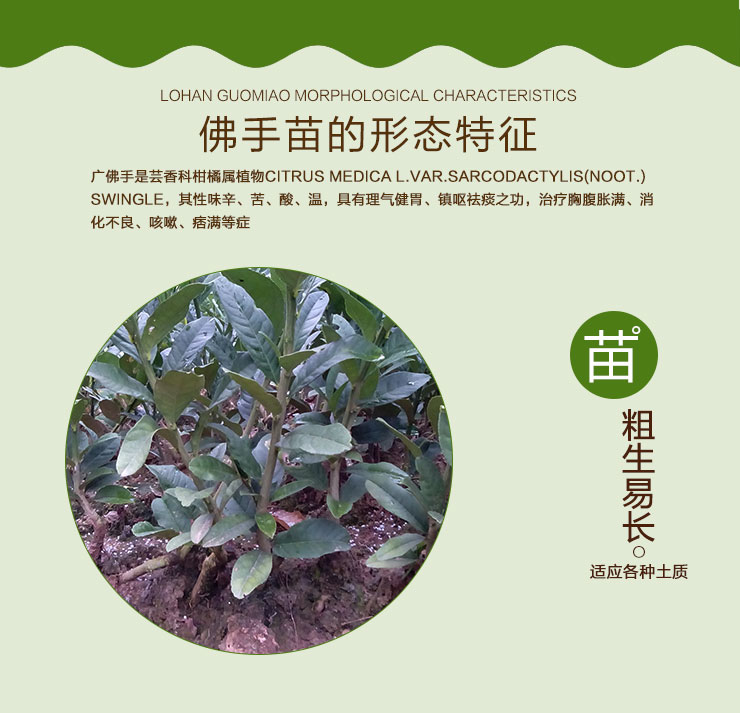 桂林佛手苗出售 佛手苗 廣西佛手苗哪里有 佛手苗種植基地電話 出售