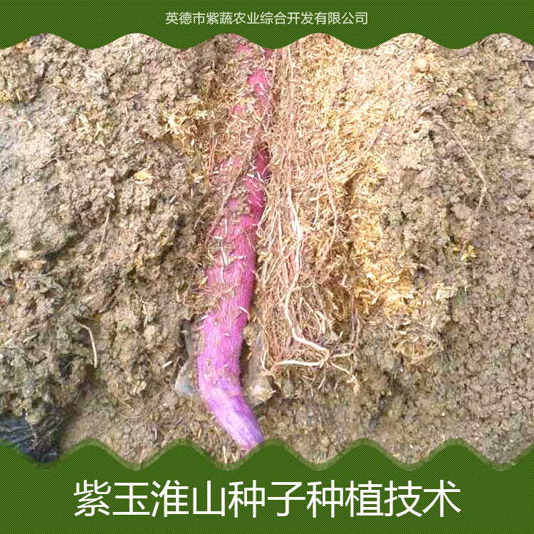 供應(yīng)廣州紫玉淮山種子種植技術(shù) 紫玉淮山藥 紫淮山藥 紫玉淮山藥種子批發(fā)價格