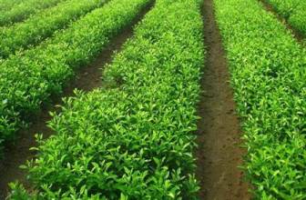 供應(yīng)用于種植的廣西砂糖橘果苗 桂林砂糖橘苗