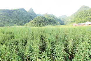 供應(yīng)用于酒精肝趕黃草提取物熱銷