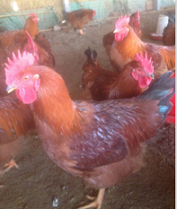 供應(yīng)泰安紅玉雞苗出售，泰安紅玉雞苗直銷，泰安紅玉雞苗出售供應(yīng)