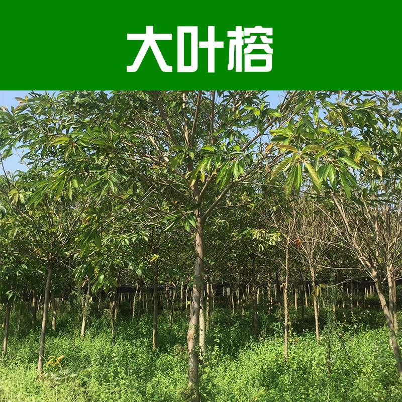 供應(yīng)大葉榕 高山榕 大葉榕樹批發(fā) 風(fēng)景樹 行道樹 綠化苗木基地