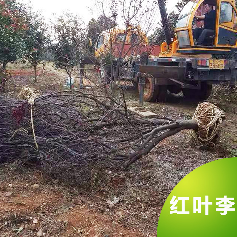 供應(yīng)紅葉李 紅葉李樹苗 綠化工程苗 荊州苗木基地