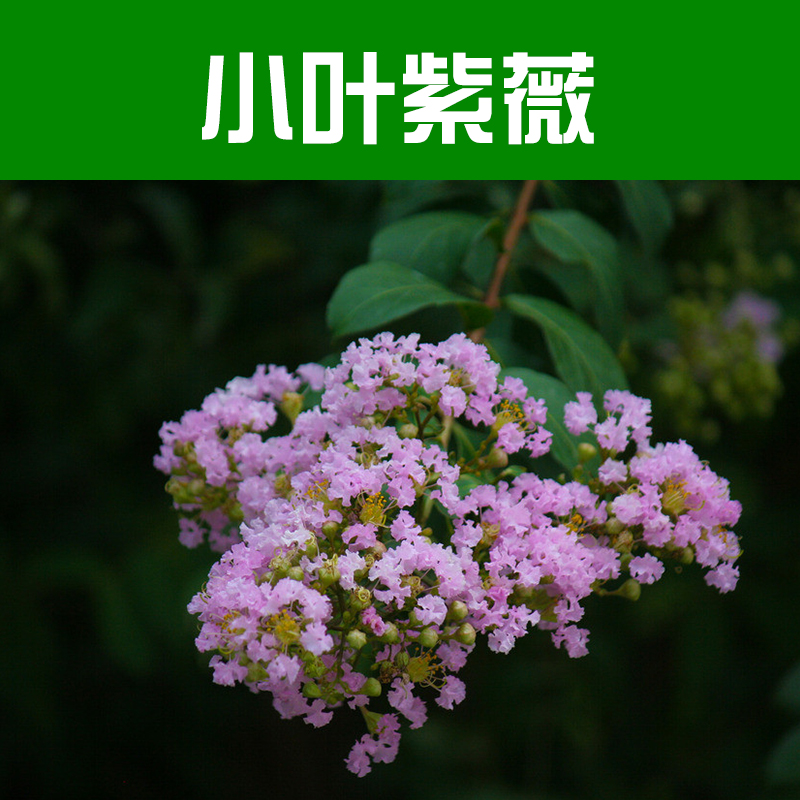 供應(yīng)小葉紫薇 紫薇樹 紫薇苗木 柳州綠化苗木基地