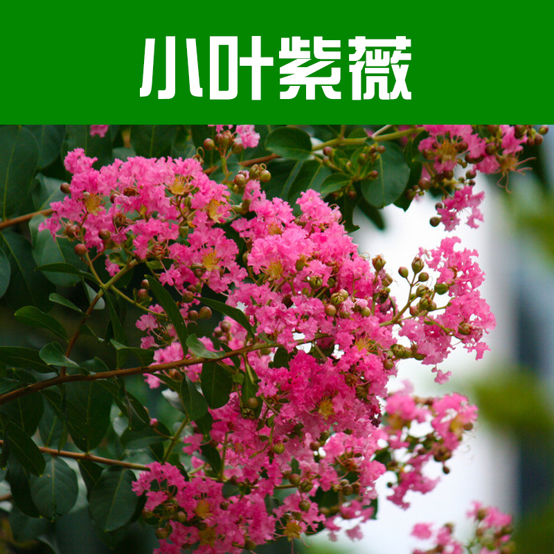 供應(yīng)小葉紫薇 紫薇樹 紫薇苗木 柳州綠化苗木基地