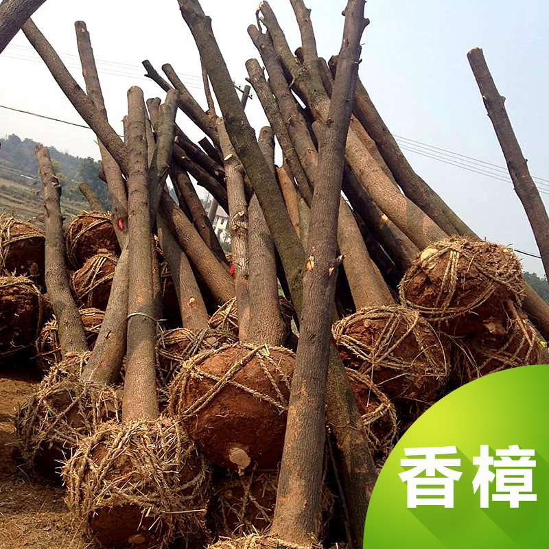 供應湖北５公分香樟２５元苗木批發(fā)，４公分１６元，６公分３８元。７公分６５元，８公分９０元在湖北荊州順欣苗木批發(fā)