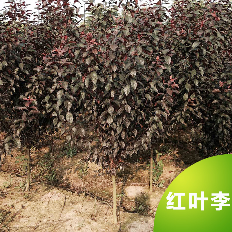 供應(yīng)紅葉李 紅葉李樹苗 綠化工程苗 荊州苗木基地