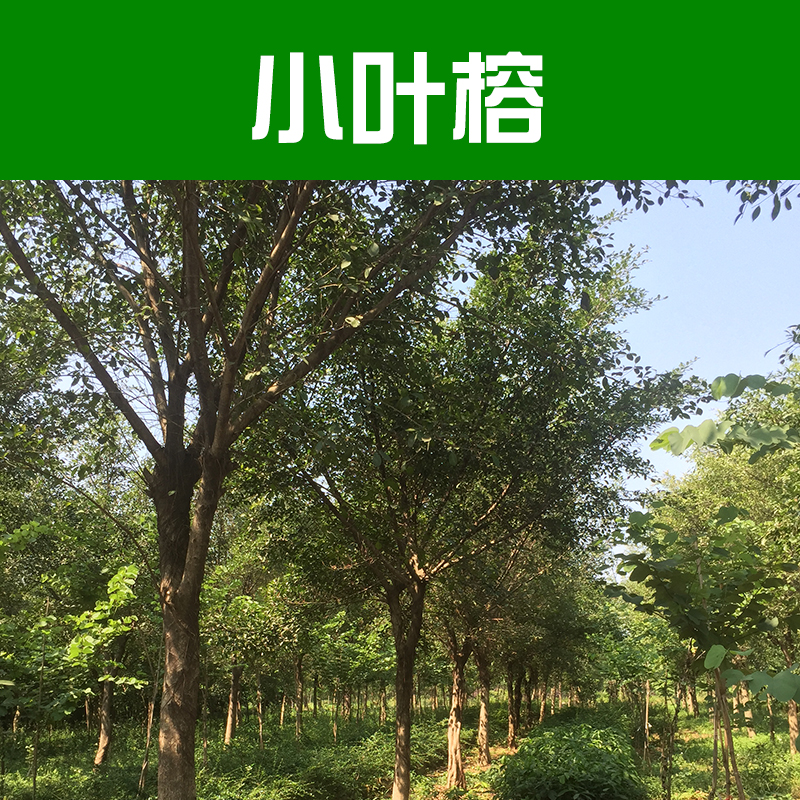 供應(yīng)小葉榕 雅榕 小葉榕樹價(jià)格 柳州綠化苗木基地